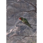 Mitred Parakeet. Photo by Rick Taylor. Copyright Borderland Tours. All rights reserved.