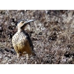 Andean Flicker. Photo by Luis Segura. All rights reserved.
