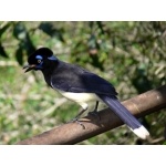 Plush-crested Jay at Iguazú Falls. Photo by Rick Taylor. Copyright Borderland Tours. All rights reserved.