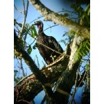 Black-fronted Piping-Guan. Photo by Rick Taylor. Copyright Borderland Tours. All rights reserved.