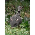 Southern Screamer. Photo by Rick Taylor. Copyright Borderland Tours. All rights reserved.
