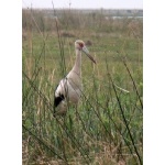 Maguari Stork. Photo by Rick Taylor. Copyright Borderland Tours. All rights reserved.