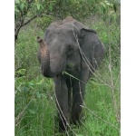 Indian Elephant. Photo by Rick Taylor. Copyright Borderland Tours. All rights reserved.
