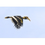 Great Hornbill in flight. Photo by Dave Semler. All rights reserved.