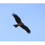 Black Kite following the boat. Photo by Rick Taylor. Copyright Borderland Tours. All rights reserved.