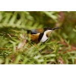 Eastern Spinebill. Photo by Dave Semler. All rights reserved.