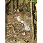 Red-necked Pademelon. Photo by Dave Semler. All rights reserved.