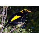 Regent Bowerbird. Photo by Rick Taylor. Copyright Borderland Tours. All rights reserved.