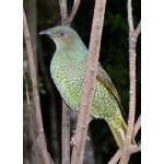 Satin Bowerbird, female. Photo by Rick Taylor. Copyright Borderland Tours. All rights reserved.