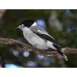 Gray Butcherbird. Photo by Rick Taylor. Copyright Borderland Tours. All rights reserved. 