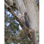 Tawny Frogmouth. Photo by Dave Semler. All rights reserved.