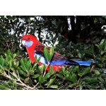 Crimson Rosella. Photo by Rick Taylor. Copyright Borderland Tours. All rights reserved.