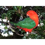 Australian King Parrot. Photo by Rick Taylor. Copyright Borderland Tours. All rights reserved.