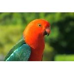 Australian King-Parrot close-up. Photo by Rick Taylor. Copyright Borderland Tours. All rights reserved.
