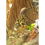 Western Bowerbird at its Bower. Photo by Rick Taylor. Copyright Borderland Tours. All rights reserved.