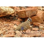 Spinifex Pigeon. Photo by Rick Taylor. Copyright Borderland Tours. All rights reserved.