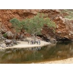 Borderland Tours visits Ormiston Gorge. Photo by Larry Sassaman. All rights reserved