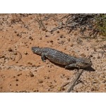 Shingleback. Photo by Mike West. All rights reserved. 
