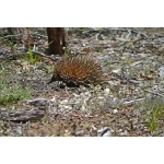 Short-beaked Echidna. Photo by Mike West. All rights reserved. 