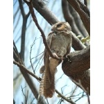 Australian Owlet-Nightjar. Photo by Rick Taylor. Copyright Borderland Tours. All rights reserved.
