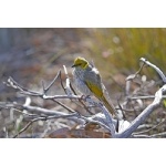 Yellow-plumed Honeyeater. Photo by Mike West. All rights reserved. 