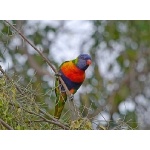 Rainbow Lorikeet. Photo by Mike West. All rights reserved. 