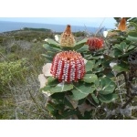 Scarlet Banksia. Photo by Mike West. All rights reserved.
