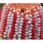 Scarlet Banksia detail. Photo by Mike West. All rights reserved.