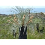 Grass Tree. Photo by Mike West. All rights reserved.