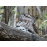 Tawny Frogmouth with chick. Photo by Larry Sassaman. All rights reserved