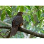 Brown Cuckoo-Dove. Photo by Larry Sassaman. All rights reserved