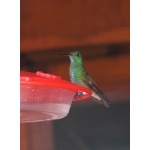Berylline Hummingbird at the veranda feeders. Photo by Rick Taylor. Copyright Borderland Tours. All rights reserved.