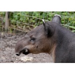 Baird's Tapir. Photo by Joyce Meyer and Mike West. All rights reserved.