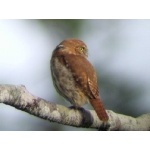 Ferruginous Pygmy-Owl, rufous morph.  Photo by Joe and Marcia Pugh. All rights reserved.