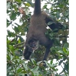 Central American Spider Monkey. Photo by Joyce Meyer and Mike West. All rights reserved. 