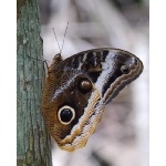 Gold-edged Giant-Owl Butterfly. Photo by Joyce Meyer and Mike West. All rights reserved. 