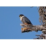 Bat Falcon. Photo by Joyce Meyer and Mike West.  All rights reserved. 