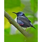 Red-legged Honeycreeper. Photo by Joyce Meyer and Mike West.  All rights reserved. 