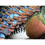 Plumage detail of Ocellated Turkey. Photo by Chris Sharpe. All rights reserved.