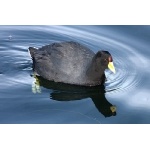Slate-colored Coot. Photo by Luis Segura. All rights reserved.