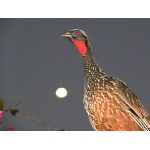 Dusky-legged Guan and the Moon. Photo by Rick Taylor. Copyright Borderland Tours. All rights reserved.