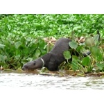 Giant Otter. Photo by Larry Sassaman. All rights reserved. 