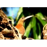 Great Rufous Woodcreeper. Photo by Luis Segura. All rights reserved.