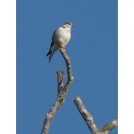Pearl Kite. Photo by Larry Sassaman. All rights reserved.