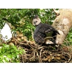 Harpy Eagle at nest. Photo courtesy of Pousada Currupira das Araras. All rights reserved.