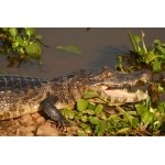 Pantanal Caiman. Photo by Rick Taylor. Copyright Borderland Tours. All rights reserved.