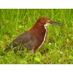 Rufescent Tiger-Heron. Photo by Rick Taylor. Copyright Borderland Tours. All rights reserved. 