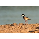 Pied Lapwing. Photo by Luis Segura. All rights reserved.