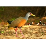 Gray-necked Wood-Rail. Photo by Rick Taylor. Copyright Borderland Tours. All rights reserved.