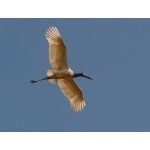 Soaring Jabiru. Photo by Rick Taylor. Copyright Borderland Tours. All rights reserved.